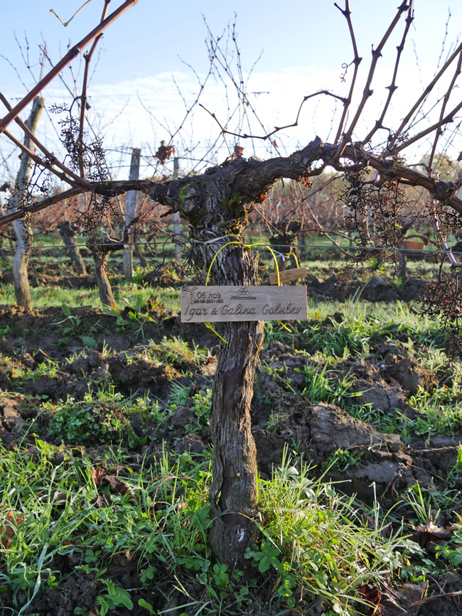 Виноградник на урожай